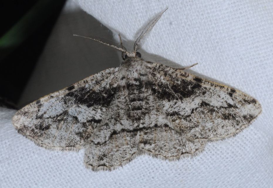 Synopsia sociaria - ürömaraszoló