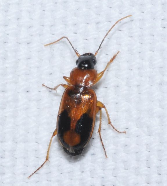 Badister meridionalis - közönséges posványfutonc