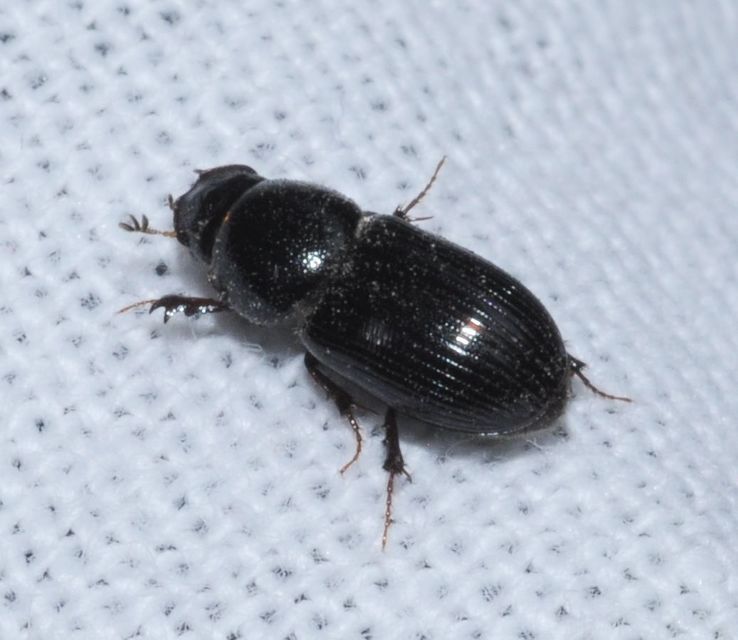 Aphodius varians - változékony trágyabogár