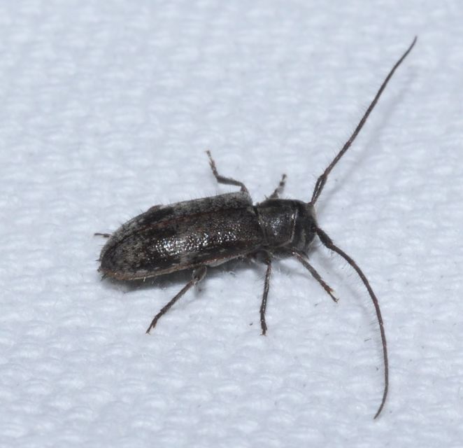 Exocentrus adspersus - tölgyfa-rőzsecincér