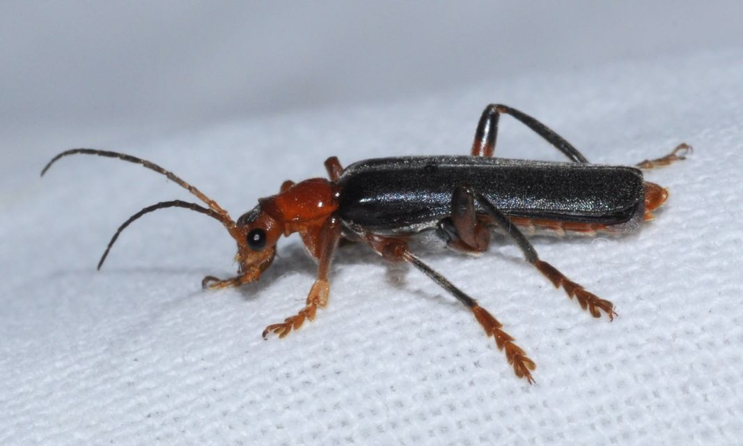 Cantharis livida - mezei lágybogár