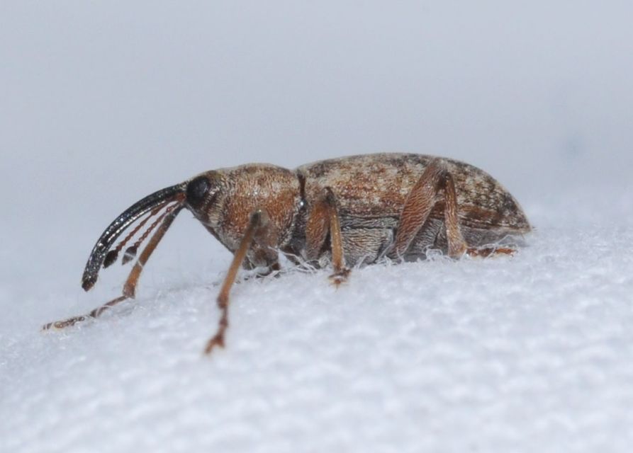Dorytomus longimanus - kétalakú hangormányos