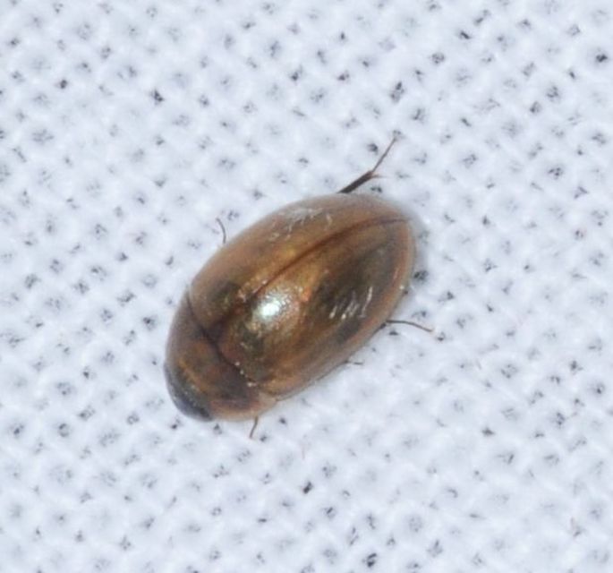 Enochrus