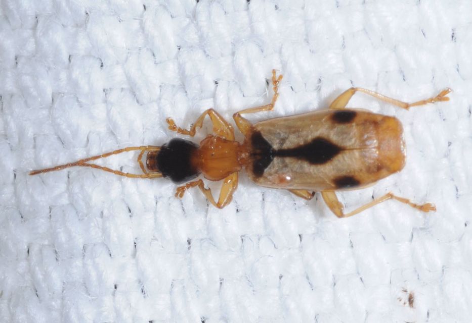 Demetrias imperialis - háromfoltos nádfutó