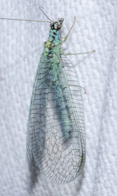Chrysopa perla - aranyszemű fátyolka
