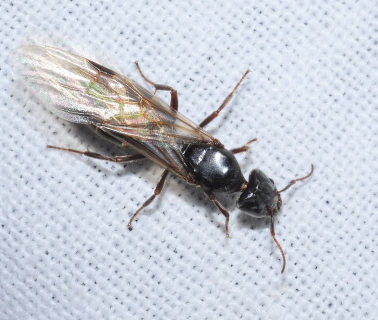 Liometopum microcephalum - tölgyfahangya