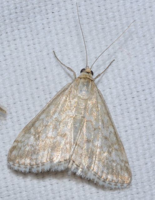 Evergestis frumentalis - tavaszi dudvamoly