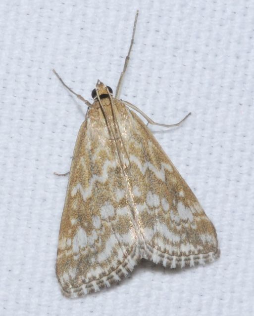Evergestis frumentalis - tavaszi dudvamoly