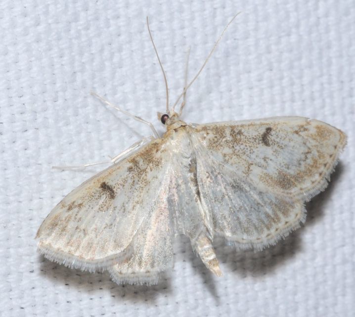 Anania perlucidalis - lápréti tűzmoly