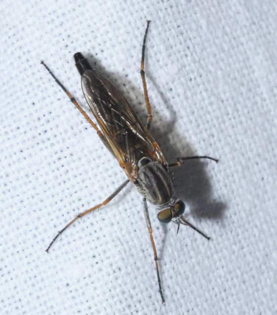 Pandivirilia