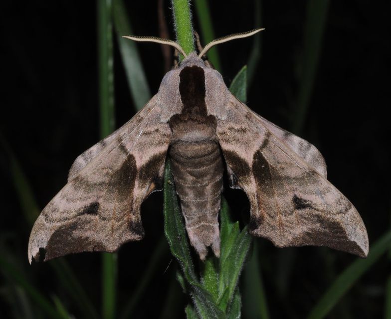 Smerinthus ocellatus - esti pávaszem