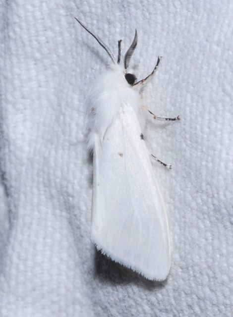 Hyphantria cunea - amerikai fehér medvelepke