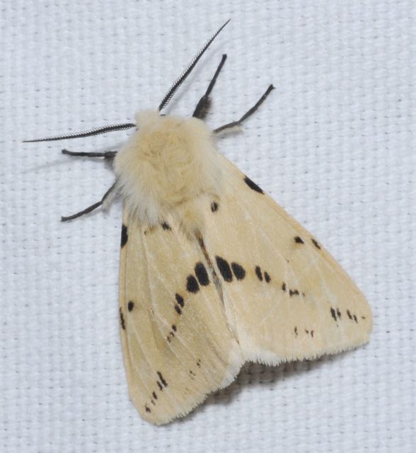 Spilarctia lutea - sárgás medvelepke