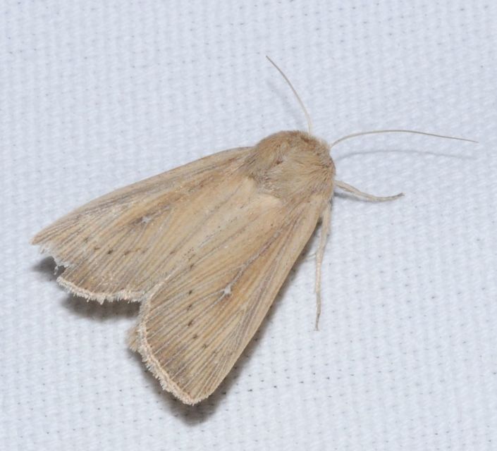 Leucania obsoleta - pontozott rétibagoly