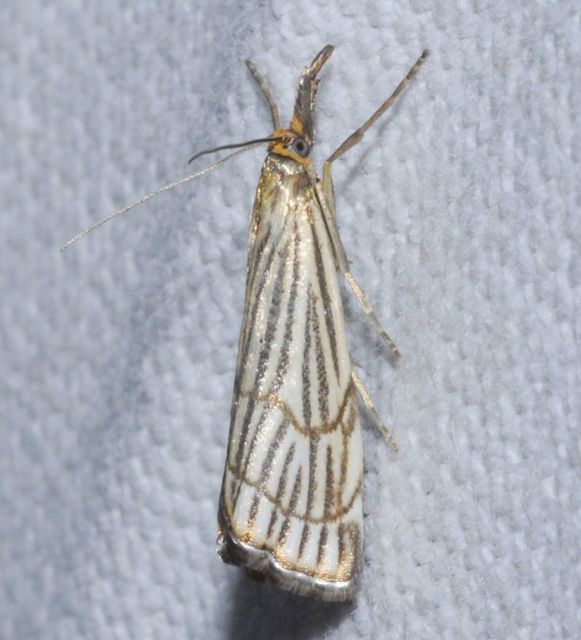 Chrysocramboides craterella - rácsos fűgyökérmoly
