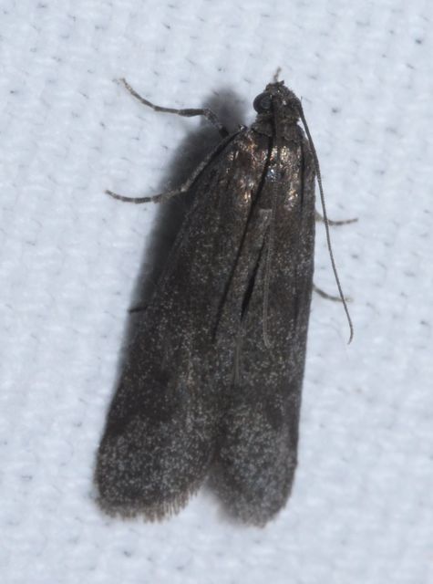 Episcythrastis tetricella - tavaszi karcsúmoly