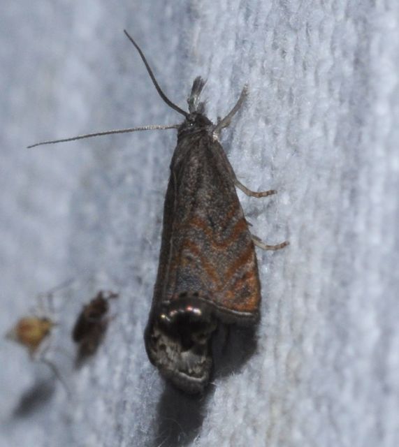 Platytes cerussella - törpe fűgyökérmoly