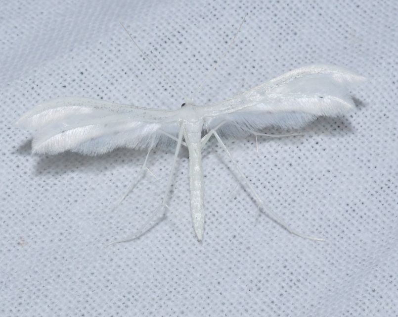 Pterophorus pentadactyla - fehér tollasmoly