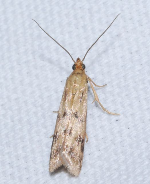 Homoeosoma sinuella - agyagsárga karcsúmoly