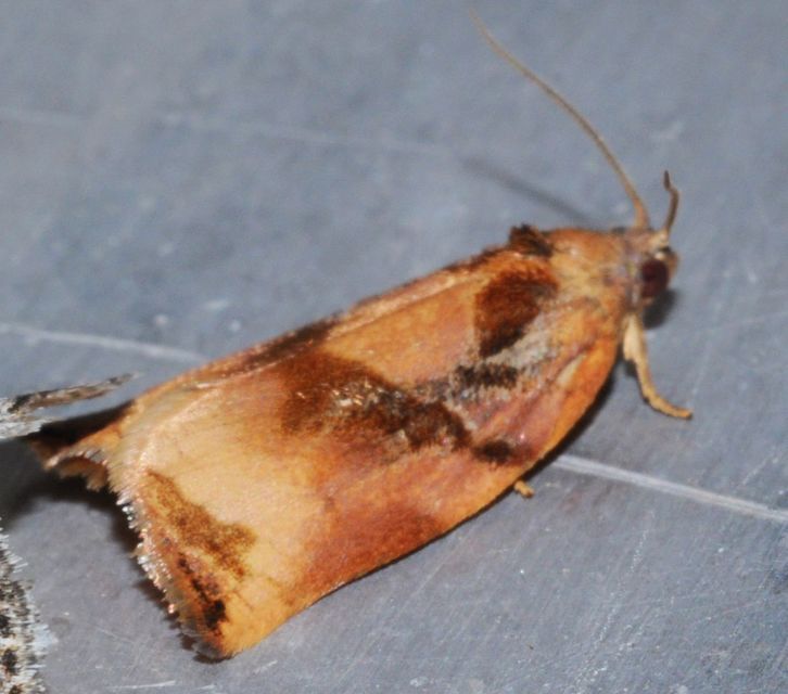 Archips podana - dudvarágó sodrómoly