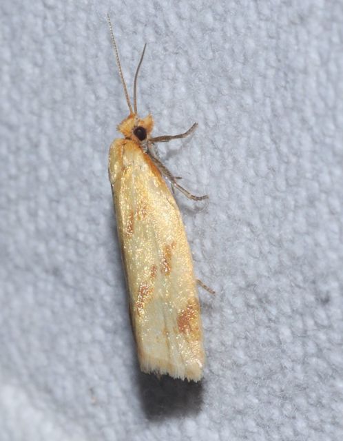 Clepsis pallidana - aranysárga sodrómoly