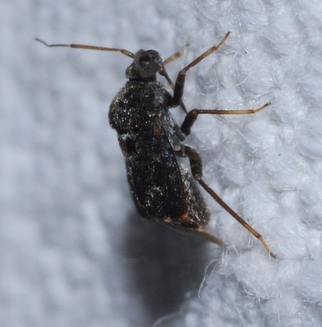 Charagochilus