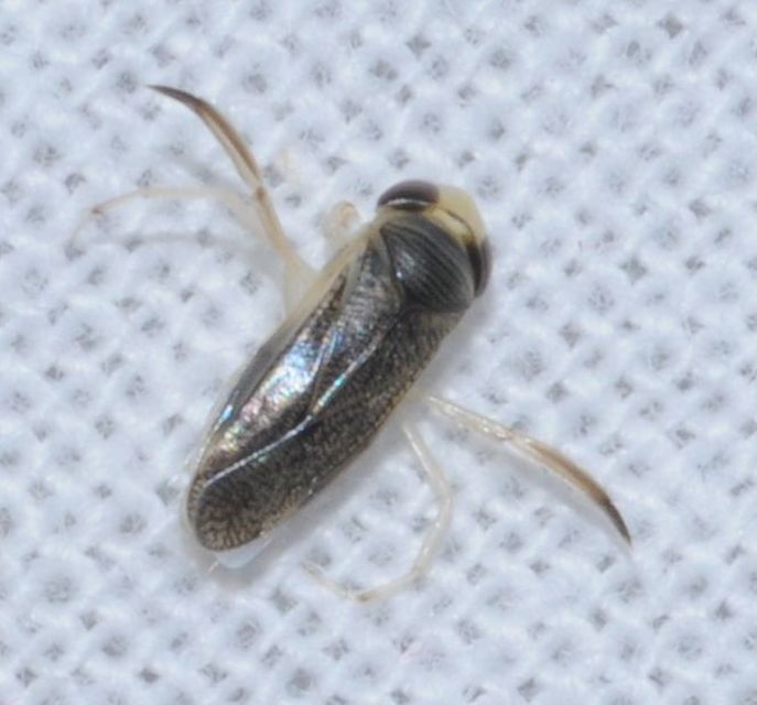 Corixidae - búvárpoloskák Corixidae - búvárpoloskák