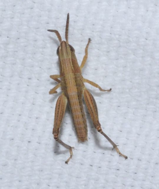 Chorthippus (Chorthippus) (subgenus)