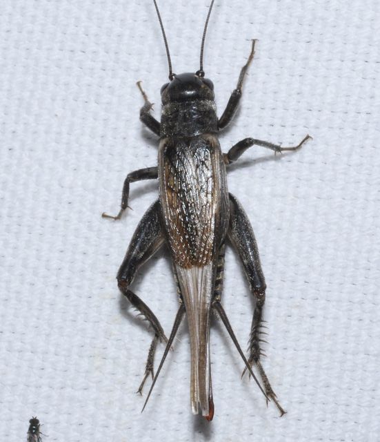 Eumodicogryllus bordigalensis - bordói tücsök
