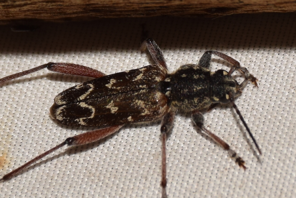 Xylotrechus rusticus - egérszínű darázscincér