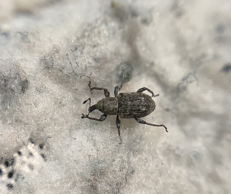Bagous lutulentus - zsurló-víziormányos Bagous lutulentus - zsurló-víziormányos