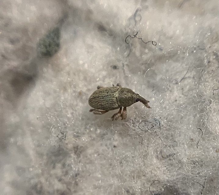 Tychius junceus - őszi tímárormányos