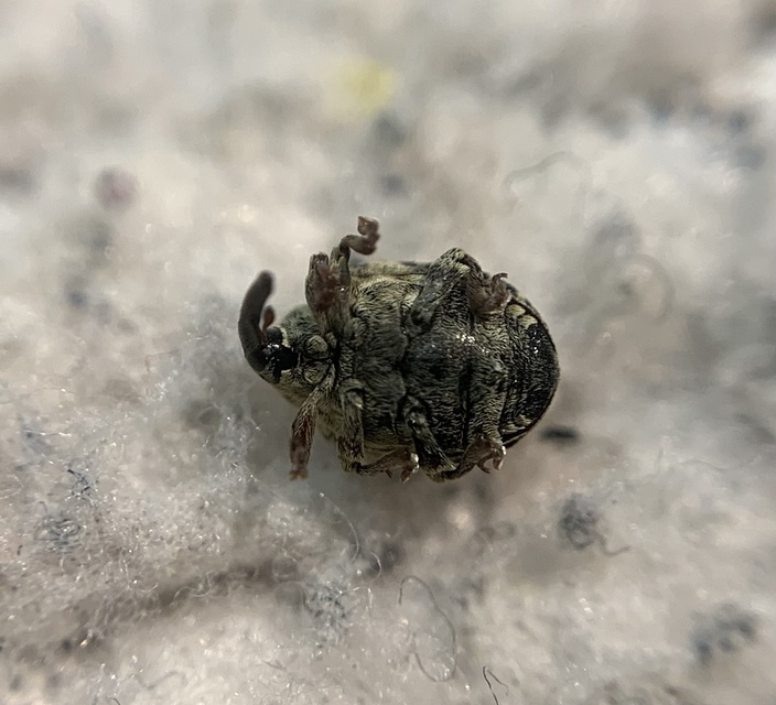 Cionus thapsus - kis ökörfarkkóró-gömbormányos