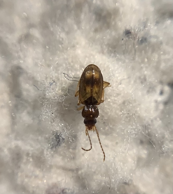 Tachys fulvicollis - szalagos martfutó