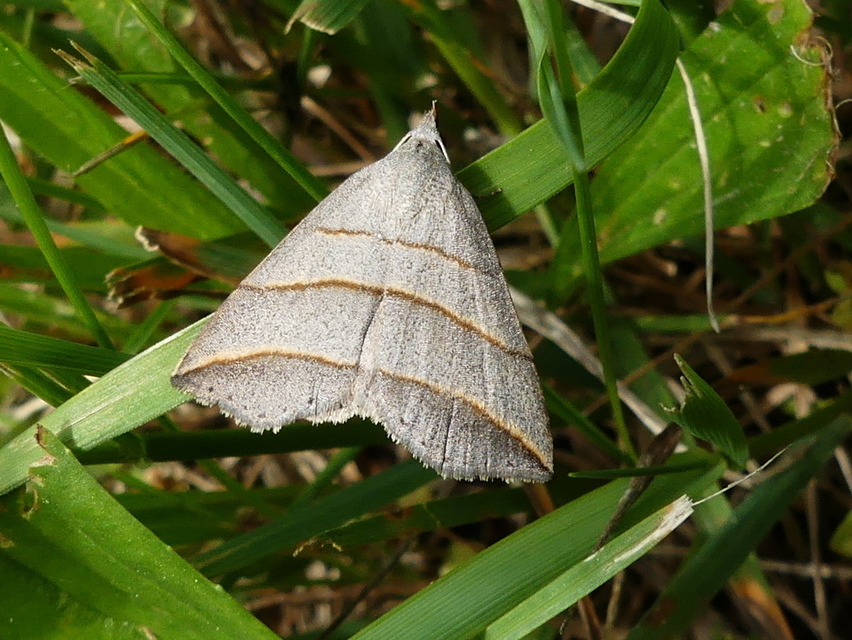 Colobochyla salicalis - háromsávos törpebagoly