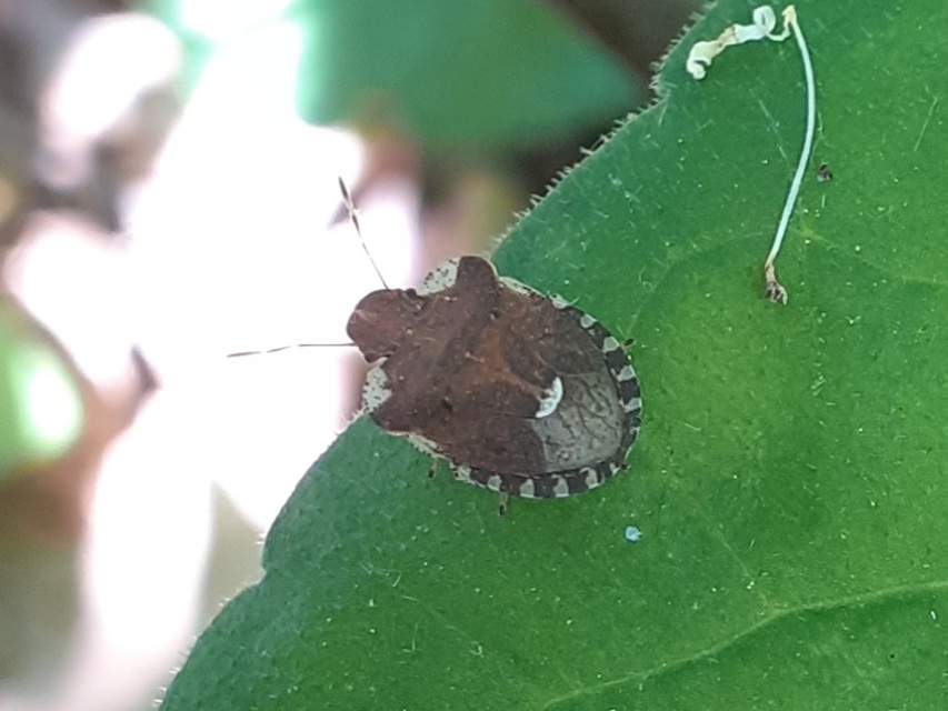 Dyroderes umbraculatus Dyroderes umbraculatus