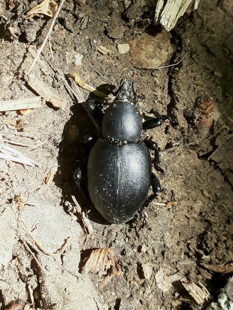 Liparus dirus - sujtár-szerecsenományos Liparus dirus - sujtár-szerecsenományos