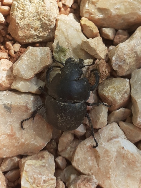 Lethrus apterus - nagyfejű csajkó