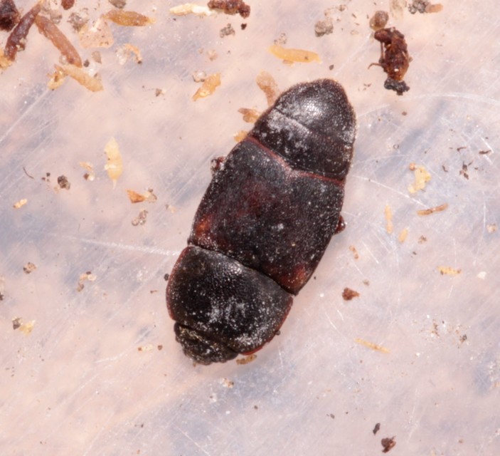 Urophorus humeralis - vállfoltos gyümölcsfénybogár Urophorus humeralis - vállfoltos gyümölcsfénybogár