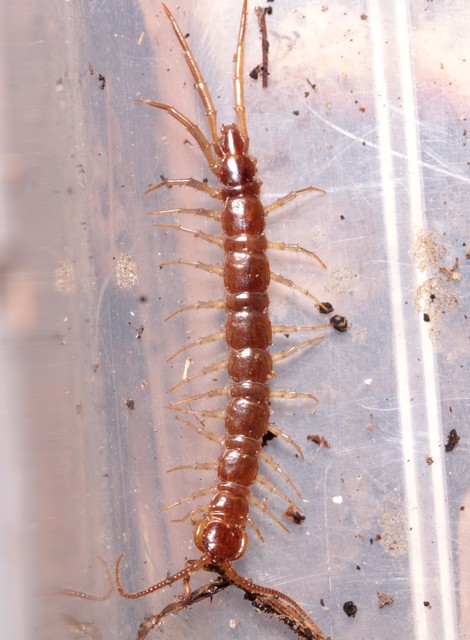Lithobius