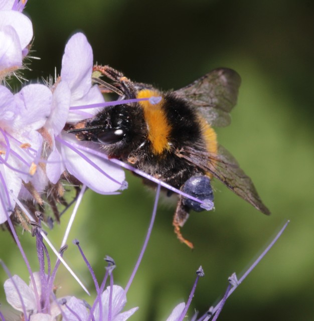 Bombus terrestris - földi poszméh