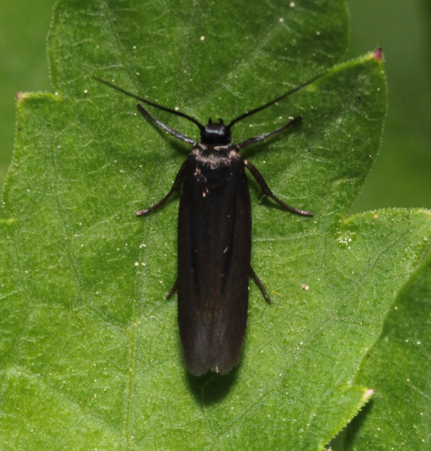 Scythris sinensis - aranyfarú zöldmoly