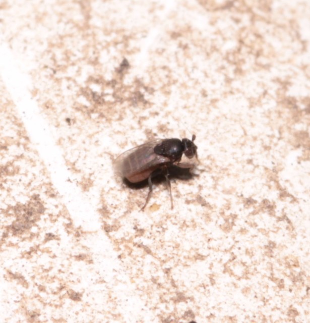 Limosininae