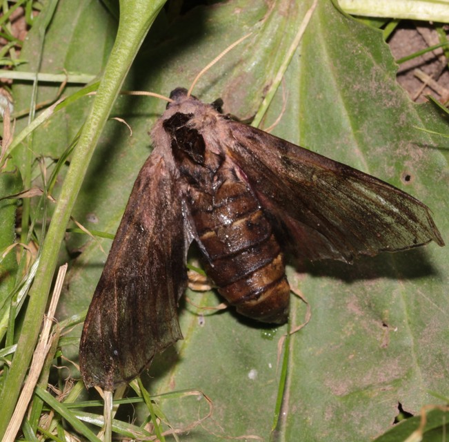 Smerinthus ocellatus - esti pávaszem