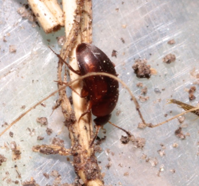 Leiodidae - pecebogárfélék Leiodidae - pecebogárfélék