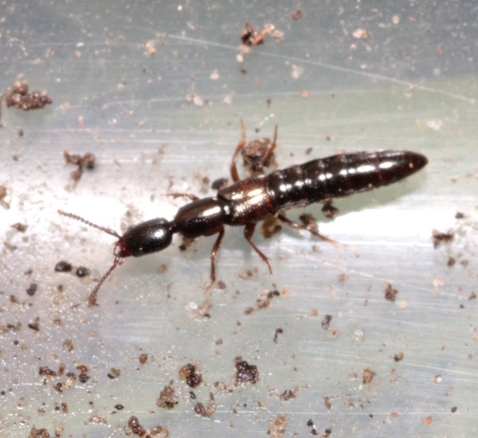 Xantholinus Xantholinus