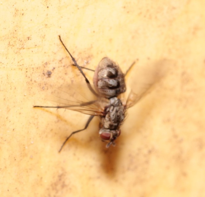 Muscidae - igazi legyek