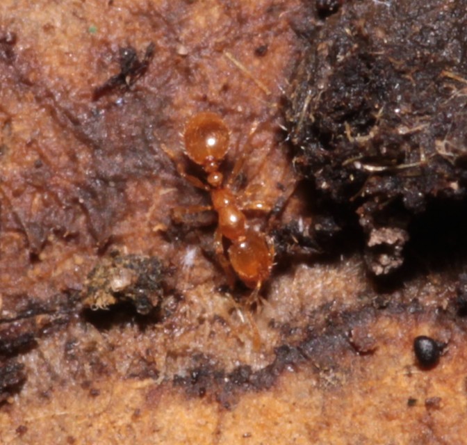 Solenopsis fugax - tolvajhangya