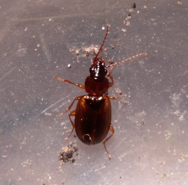 Trechus quadristriatus - közönséges fürgefutonc