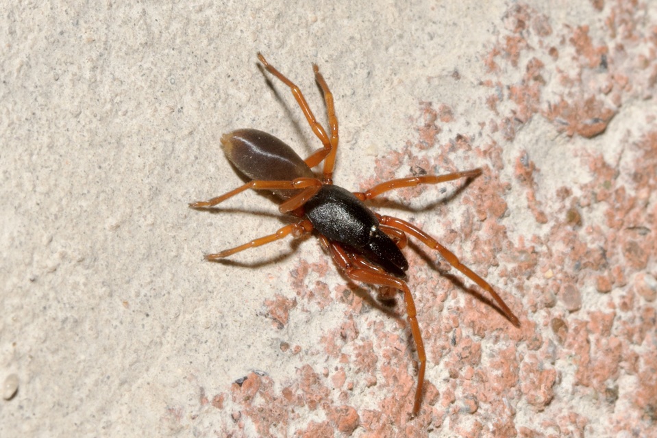 Dysdera